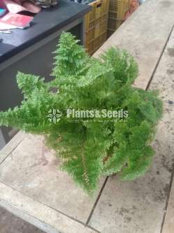 Fern Collection 1