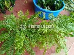 Fern Collection 1