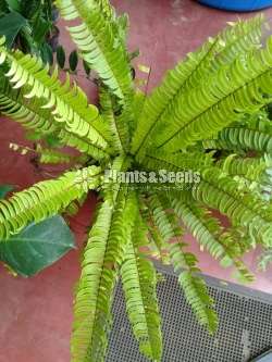 Fern Collection 1