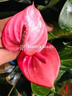 Anthurium Collection