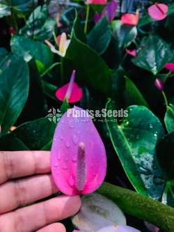 Anthurium Collection