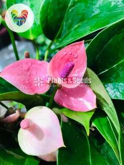 Anthurium Collection