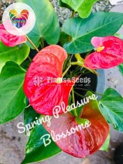 Anthurium Collection