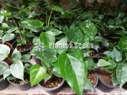 Netherland Tissuculture Anthurium