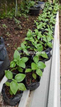 Basil - Ayurvedic Plants(බේසිල් පැල )