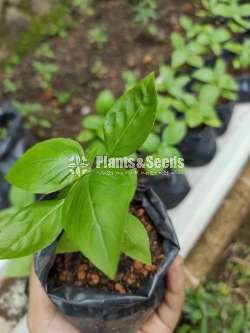 Basil - Ayurvedic Plants(බේසිල් පැල )