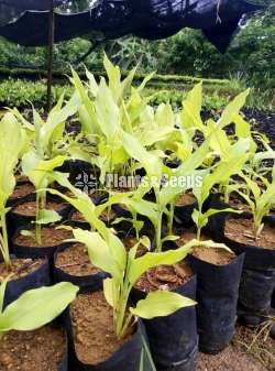 Turmeric Plants  (කහ පැල)
