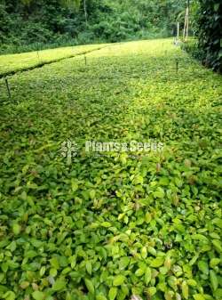 Cinnamon Plants  (කුරුදු )