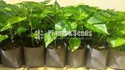 Scotch bonet Nimiris Plants(Dark Green)