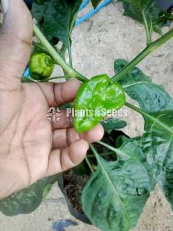 Scotch bonet Nimiris Plants(Dark Green)
