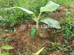 Banana Plants (Tissue Culture)