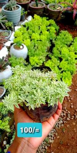 Cactus and Succulent Plants