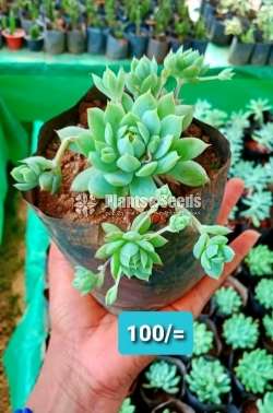 Cactus and Succulent Plants