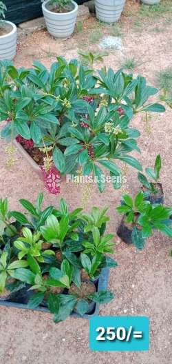 Medinilla (මේඩ්නිල්ලා)