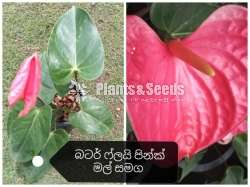 Lady Jane Anthurium (ලේඩි ජේන් )