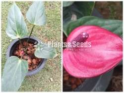 Lady Jane Anthurium (ලේඩි ජේන් )
