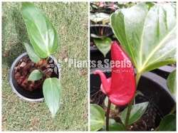 Lady Jane Anthurium (ලේඩි ජේන් )