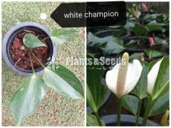 Lady Jane Anthurium (ලේඩි ජේන් )