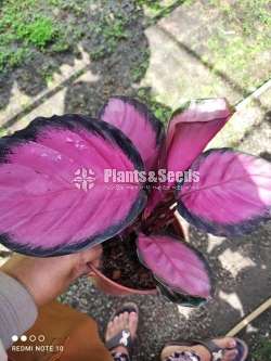 Calathea Rosy
