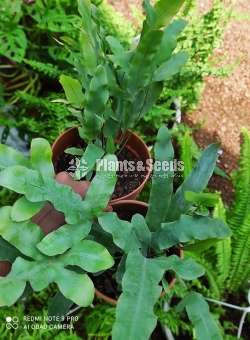  Phlebodium Aureum Blue Star Fern 