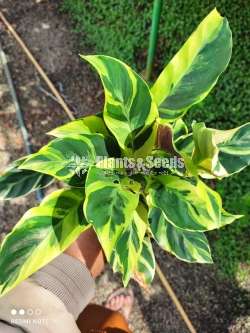  Calathea mother plant varties 