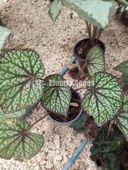 Begonias 8 plants for 1000