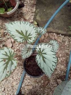 Begonias 8 plants for 1000