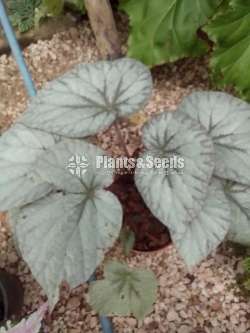 Begonias 8 plants for 1000
