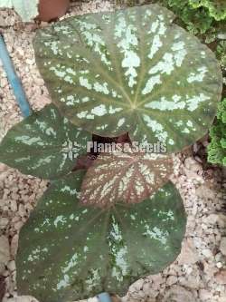 Begonias 8 plants for 1000