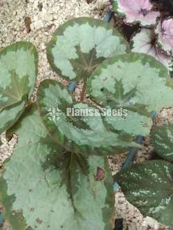 Begonias 8 plants for 1000
