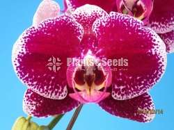  Blooming size Phalaenopsis Orchids  (පැලනොපිසිස් )