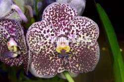 Vanda with Flowers (වැන්ඩා )