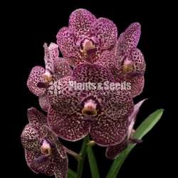 Vanda with Flowers (වැන්ඩා )