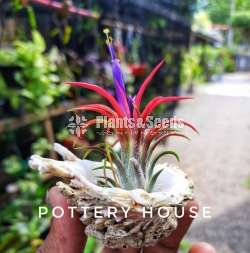 Air Plants