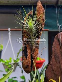Air Plants