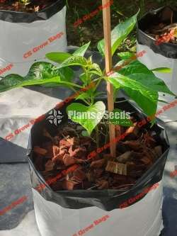 UV  Grow Bags