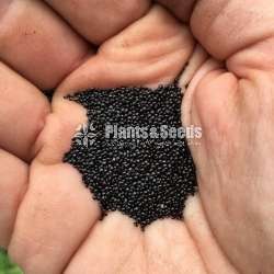  Celosiya Seeds (සෙලොසියා )