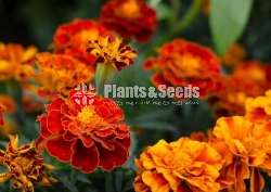 Marigold Seeds (මැරිගොල්ඩ් )