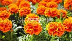 Marigold Seeds (මැරිගොල්ඩ් )