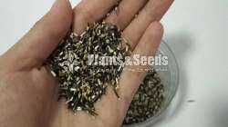 Marigold Seeds (මැරිගොල්ඩ් )