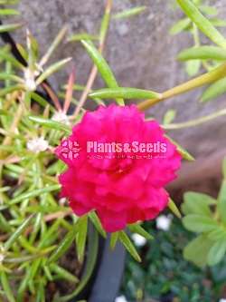 Japan Rosa