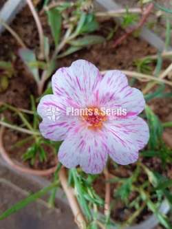 Japan Rosa