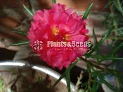 Japan Rosa