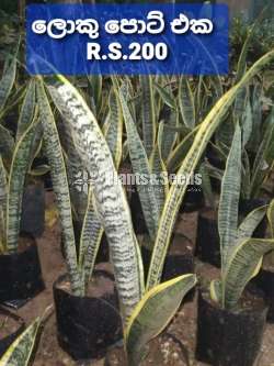 Sansevieria (Snake Plants)