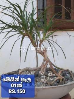Bonsai type plants