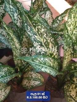 Aglaonema Plants Collection
