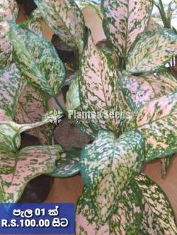 Aglaonema Plants Collection