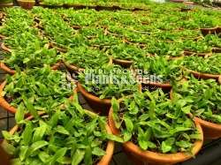  Dendrobium Seeds Plants (Hybridization )-Compot