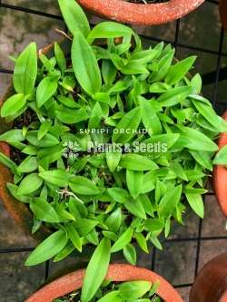  Dendrobium Seeds Plants (Hybridization )-Compot