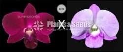  Dendrobium Seeds Plants (Hybridization )-Compot